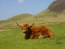 Highlander at rest